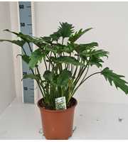 Philodendron Xanadu