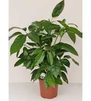 Schefflera Amate