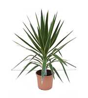 Yucca elephantipes puck P26