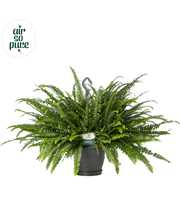 Nephrolepis Green Lady hangpot - Air So Pure