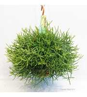 Rhipsalis Heteroclada