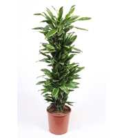 Dracaena Golden Coast