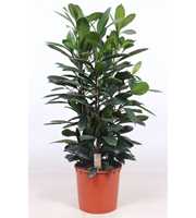 Ficus Cyathistipula 3pp