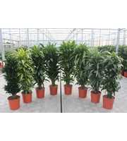 Dracaena fragrans mixkar 30