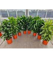 Dracaena fragrans Mixkar 27