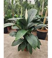 Spathiphyllum Sensation