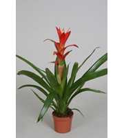 Guzmania 'Techno'