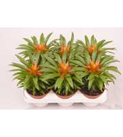 Guzmania Theresa