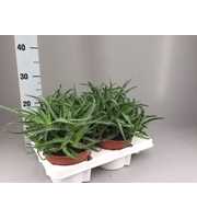 Aloe Arborescens vertakt 15