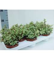 Portulacaria afra variegata