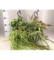 Rhipsalis 5 gemengd