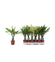 Dracaena 3 color mix, 11 cm pot