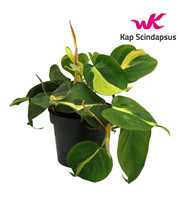 Philondendron Brasil Scandens