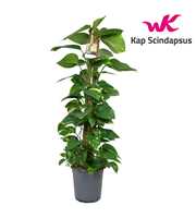 Scindapsus (Epipremnum) mosstok 120 cm