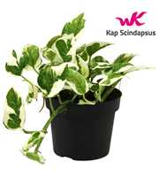 Scindapsus (Epipremnum) N'joy