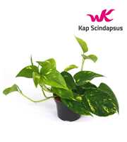 Scindapsus (Epipremnum) Aureum