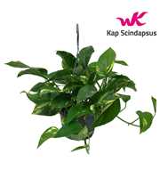 Scindapsus (Epipremnum) Hang Teruggeknipt