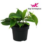 Philondendron Scandens