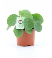 Pilea Peperomioides