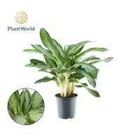Aglaonema Diamond Bay