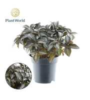 Pilea Silver Tree