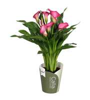 Zantedeschia Zazu SoHappyCalla roze met groene pot