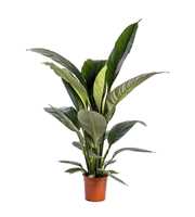 Spathiphyllum 'Sensation' blanco