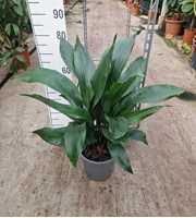 Aspidistra XL