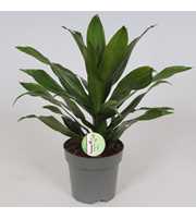 Dracaena 'Green Jewel'