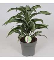 Dracaena 'Jade Jewel'