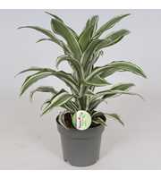 Dracaena 'White Jewel'