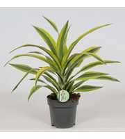 Dracaena 'Lemon Lime'