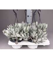 Cotyledon coral