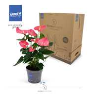 Anthurium - KARMA Maine | 17cm | PLASTIC FREE