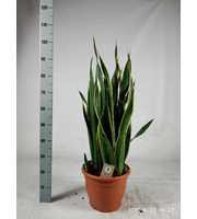 Sansevieria trifasciata 'Laurentii' 100cm