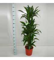 Dracaena Janet Craig 90 vertakt