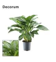 Aglaonema Silver Bay (Decorum)