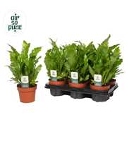 Asplenium Campio - Air So Pure