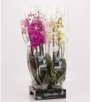 Phalaenopsis gemengd 4 tak gemengd Goddess