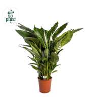 Spathiphyllum 'Sweet Sebastiano' ASP