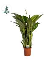 Spathiphyllum 'Sweet Sebastiano' ASP