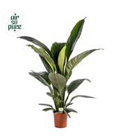 Spathiphyllum 'Sensation' ASP