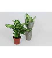 Purify Dieffenbachia Compacta 12 cm