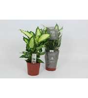 Purify Dieffenbachia Camilla 17 cm