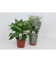 Purify Dieffenbachia Compacta 17 cm