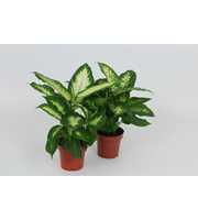 Purify Dieffenbachia Camilla/Compacta 12 cm