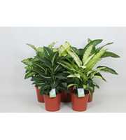 Purify Dieffenbachia Gemengd Luxe 24 cm