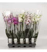 Phalaenopsis gemengd 4 Tak Mix