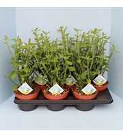 Bio Euphorbia phosphorea 310-PH15