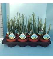 Bio Euphorbia phosphorea 305-PH13